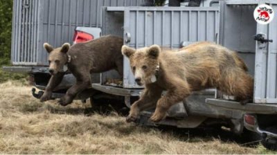 Три спасенных медвежонка выпущены обратно в дикую природу