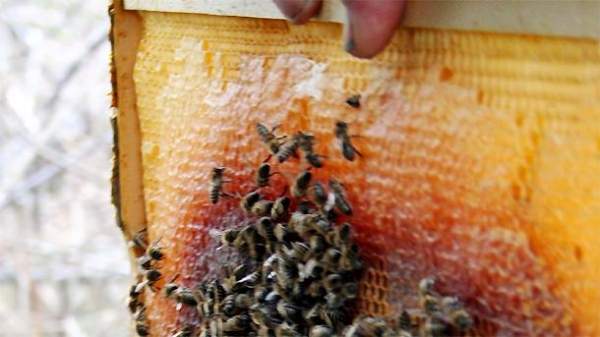 Пчеловодство – хобби и бизнес