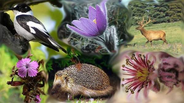 Болгария в год биологического разнообразия: Природный парк „Синие камни” ‒ рай для бабочек