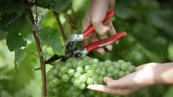 „Винария 2012”: Болгарские виноградники и вина не уступают мировым лидерам