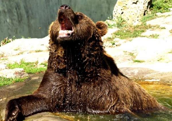22 мая – Международный день биоразнообразия – проект охраны медведей в Болгарии