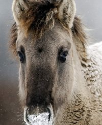 В Родопах снова будут пастись табуны диких лошадей