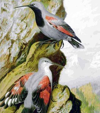 Центральная часть гор Родопы – дом для редких птиц