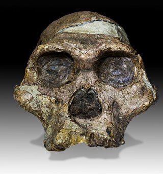 Утерянный мир мастодонтов будет воскрешен в Парке Плиоценового периода