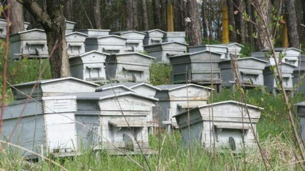 Болгарские пчеловоды требуют государственных субсидий