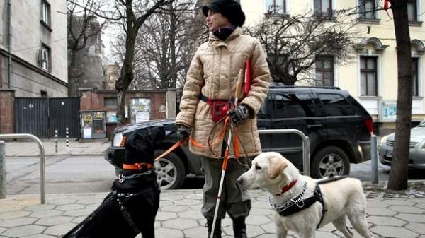 Собак-поводырей в Болгарии очень мало
