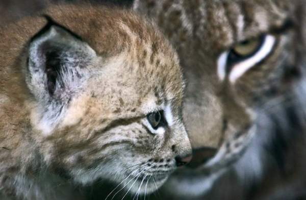 Кампания WWF по “усыновлению” редких видов животных