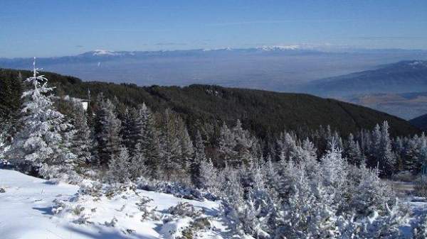 Болгария отметила наибольший рост своего лесного фонда с начала века