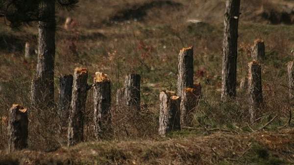 Неделя леса в 2012 г.: болгарские лесные хозяйства впервые стали прибыльными