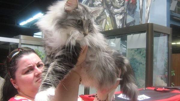 Более 180 кошек на конкурсе красоты в Софии