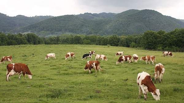 Более строгие нормы производства молочных продуктов вводятся в Болгарии