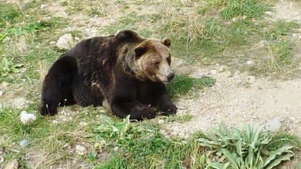 Брюссель заставил Болгарию ввести мораторий на отстрел бурых медведей