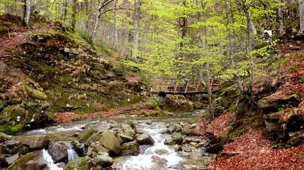 Болгария вывозит вековые леса – свой основной туристический ресурс