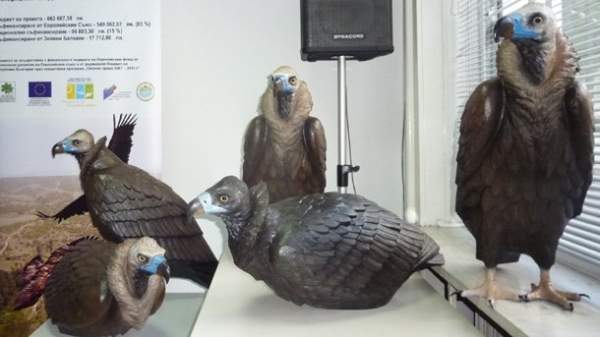 В Болгарии проводится эксперимент с гнездованием черных грифов