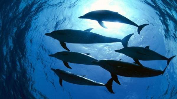 Много ли дельфинов в Черном море?