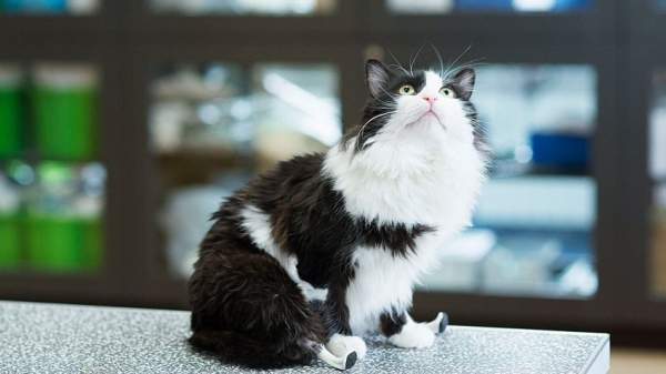 Пух – болгарский кот, получивший новые «лапы» и полноценную жизнь