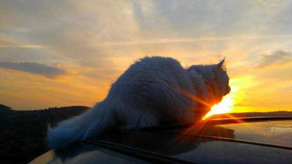 Хайди – смелая кошка-путешественница и интернет-знаменитость