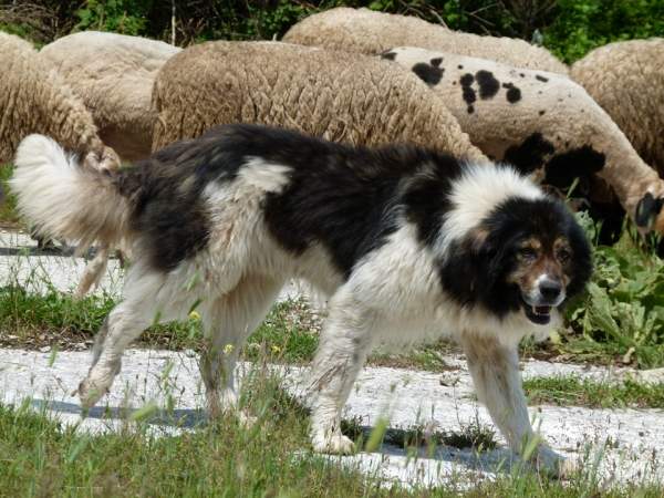 Каракачанская собака не возвращается после боя с поджатым хвостом