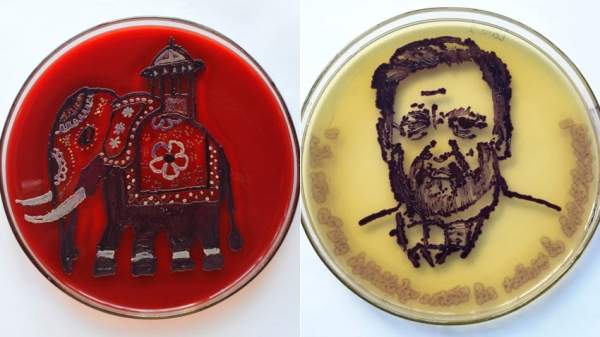 Росица Ташкова – первый в мире ученный, рисующий микроорганизмами