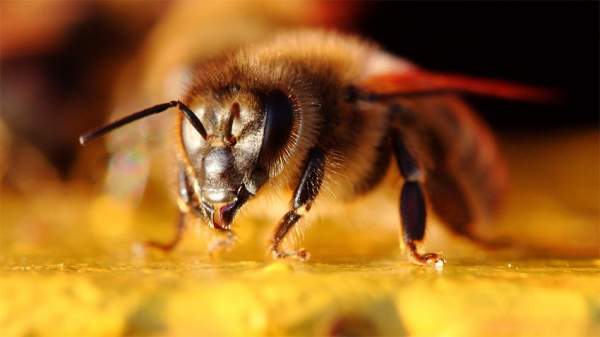 Охрана пчел предполагает коррекцию деятельности человека