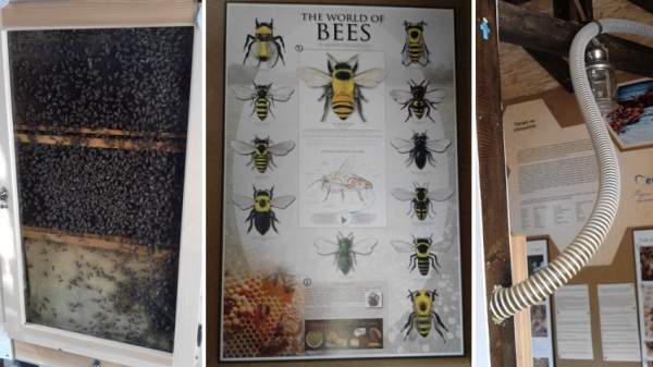 Музей пчел в Софии показывает биоразнообразие и возвращает людей назад к природе