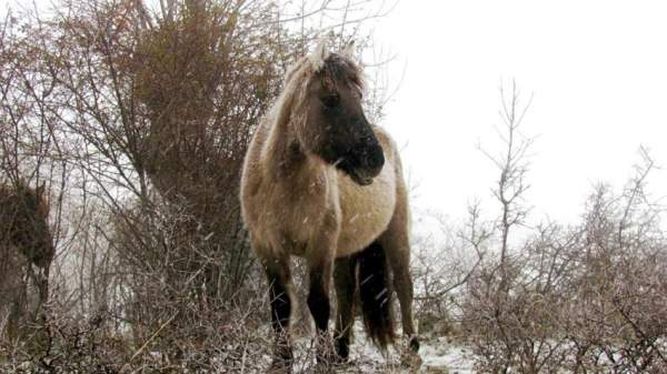 «Статус «Дикий»»: Болгаро-нидерландский проект по восстановлению популяции диких лошадей в Восточных Родопах