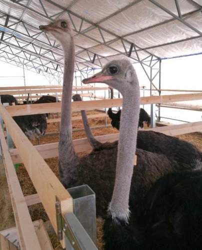 Семья Михайлиных из России и их ферма по разведению страусов