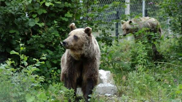 Белица – город танцующих медведей и завораживающей природы