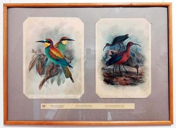 Не показанные ранее произведения на выставке «Птицы в искусстве и царь Фердинанд І»