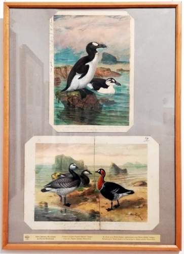 Не показанные ранее произведения на выставке «Птицы в искусстве и царь Фердинанд І»