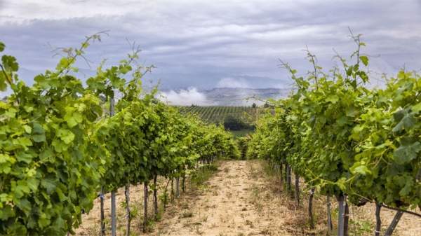 Трифон Зарезáн – праздник, который начинается с труда виноградарей и знаменуется бокалом вина за торжественным столом