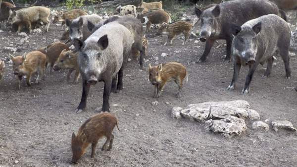 Экопарк с дикими животными встречает гостей в Добрудже