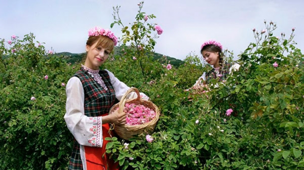 Старая розоварня в городе Стрелча провожает активный производственный сезон потоком туристов