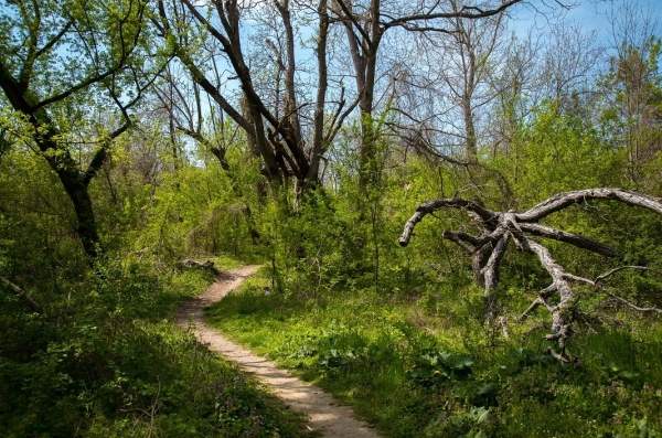 Проект идентификации и паспортизации деревьев в парке «Бедечка» в г. Стара-Загора