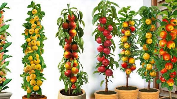 Европейские субсидии – определяющий фактор посадки фруктовых садов в Болгарии