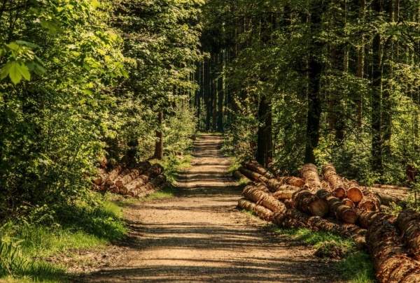 Естественное лесовосстановление как лечение болгарских лесов