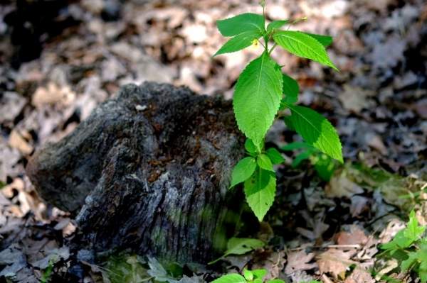 Естественное лесовосстановление как лечение болгарских лесов