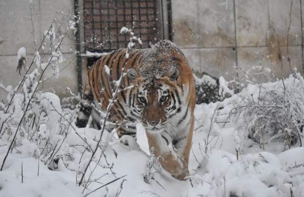 Зимняя фотопрогулка по зоопарку Софии