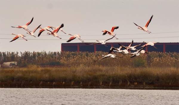 Зимняя экзотика у Бургаса – почему розовое фламинго выбрало Атанасовское озеро