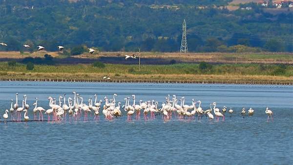 Зимняя экзотика у Бургаса – почему розовое фламинго выбрало Атанасовское озеро
