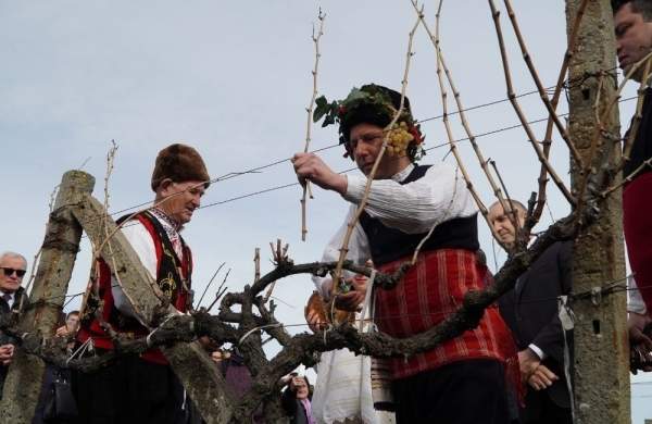 Производство вина в Болгарии имеет тысячелетние традиции