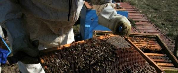 Проблемы трансформируют пчеловодство из профессии с традициями в хобби