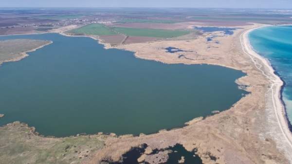 Бакланы в Дуранкулакском озере под угрозой потери мест обитания