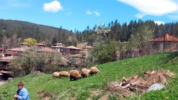 Овцеводство в Болгарии – сектор с вызовами