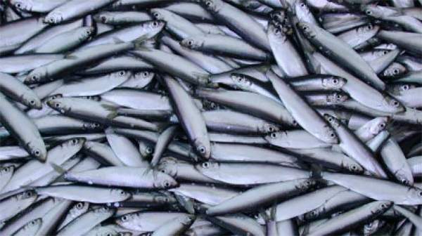 Ученые: В Черном море значительно сокращается популяция рыбы