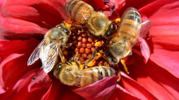 «Женщины – пчелам» − участие Болгарии в международном экопроекте