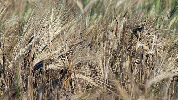 Из-за затяжных дождей болгарские фермеры опасаются за урожай зерновых