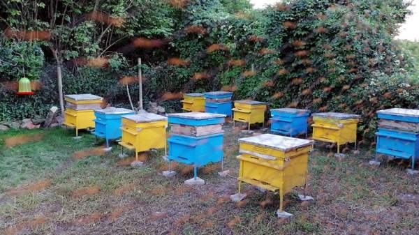 Год обещает быть щедрым для пчеловодов