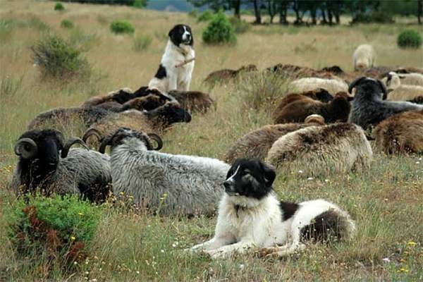 Древние породы овец и коз пасутся в окрестностях села Влахи