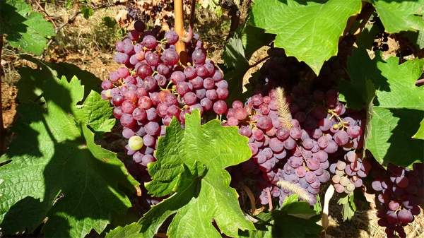 Прогнозы указывают на 30% роста урожая винограда